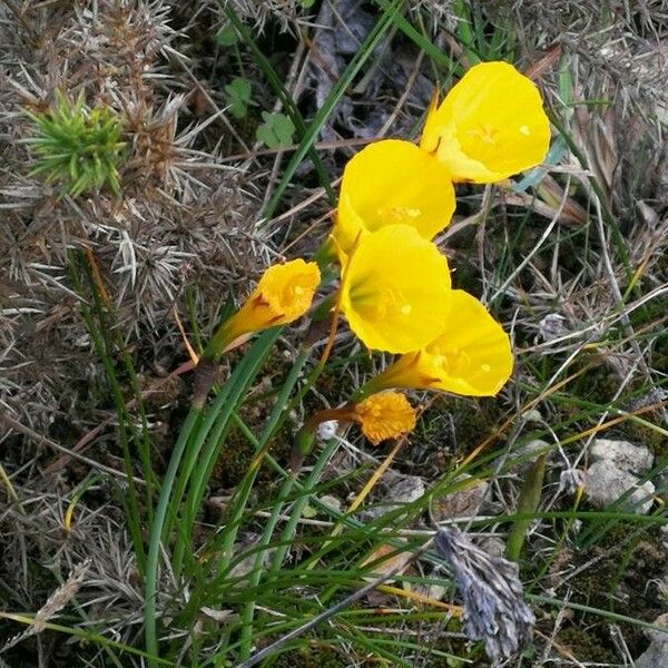 Narcissus bulbocodium Bloem