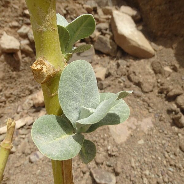 Calotropis procera Blad