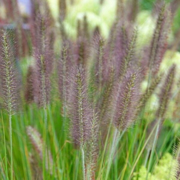 Cenchrus alopecuroides Plante entière