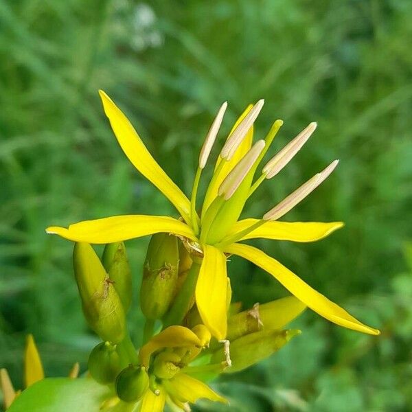 Gentiana lutea Flor