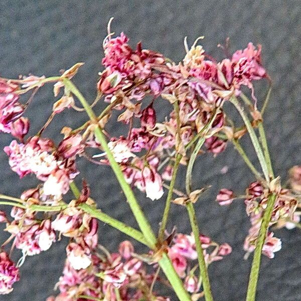 Gypsophila paniculata Çiçek