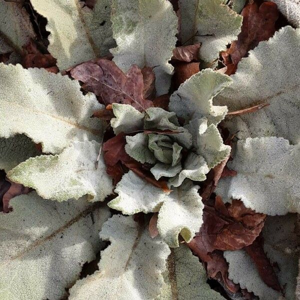 Verbascum boerhavii Folla