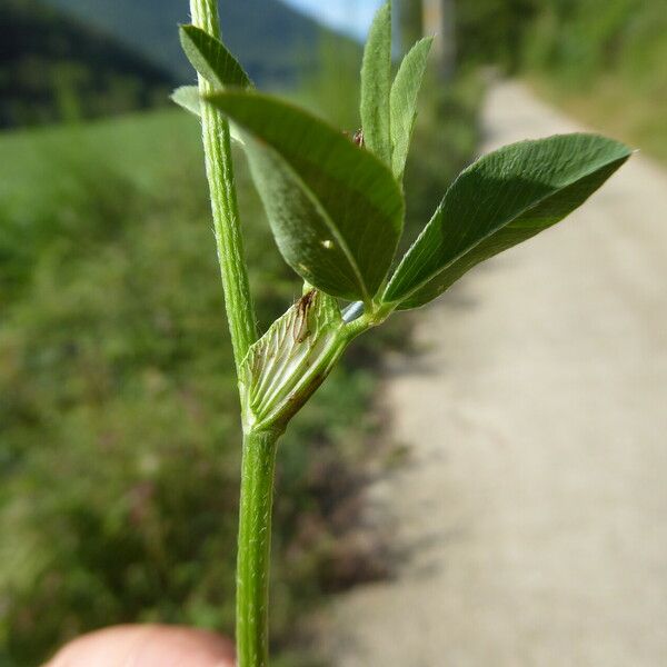 Trifolium pratense Folio