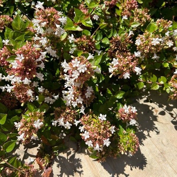 Abelia × grandiflora 花