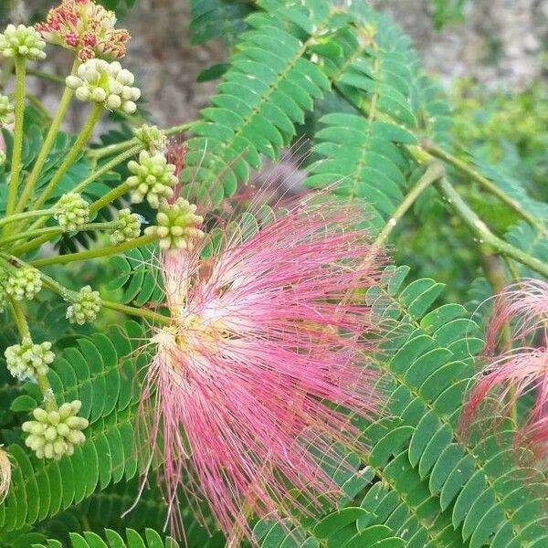 Albizia julibrissin Virág