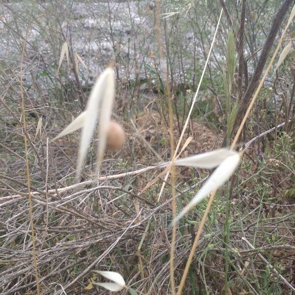 Avena fatua Blad