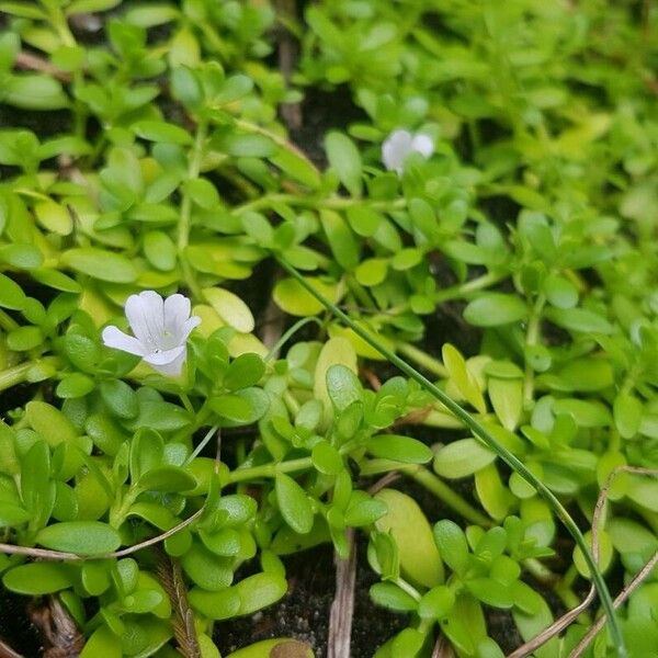 Bacopa monnieri Fiore