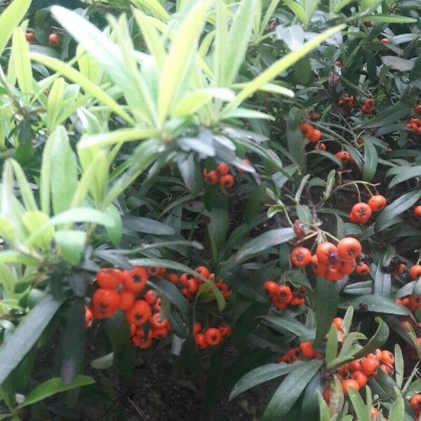 Pyracantha crenulata Плід