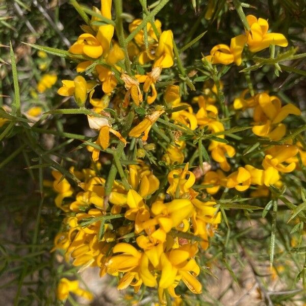 Genista acanthoclada പുഷ്പം