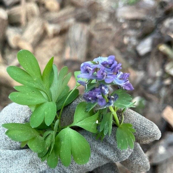 Corydalis solida Квітка