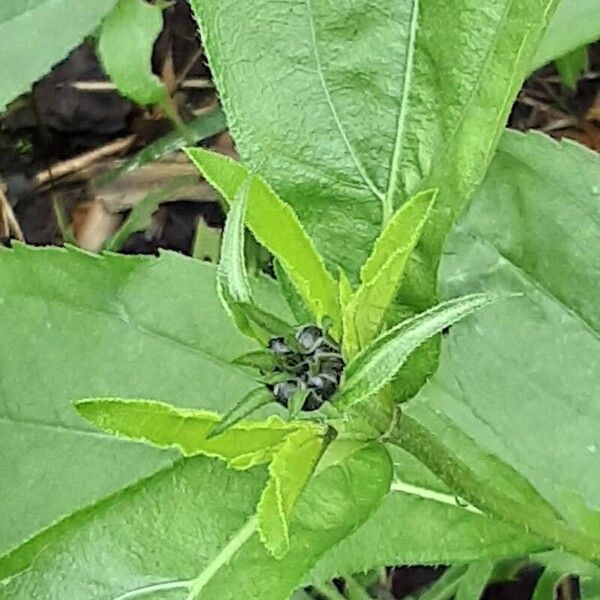 Helianthus × laetiflorus 花