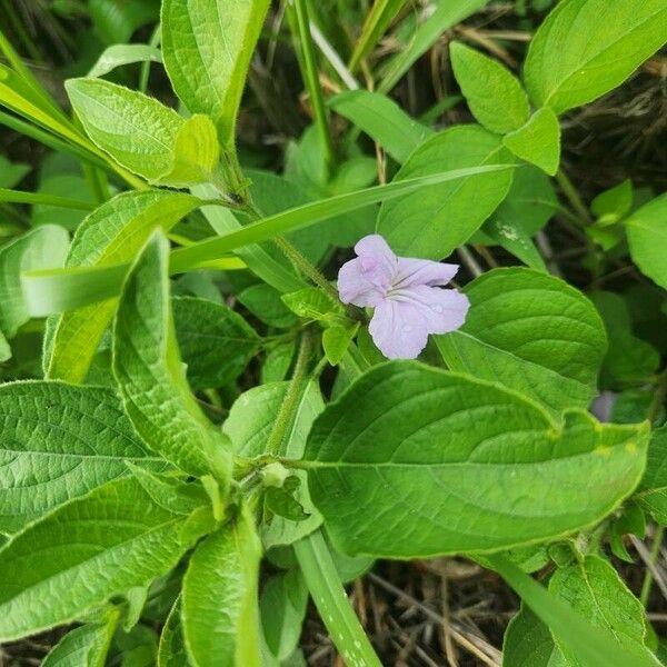 Ruellia prostrata List