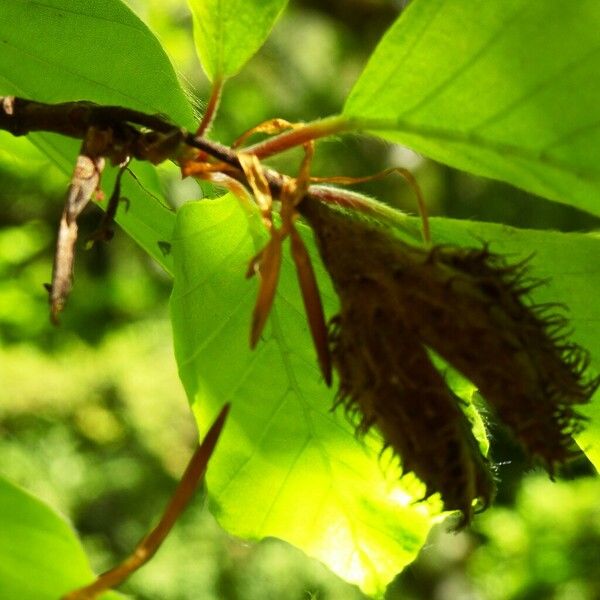 Fagus sylvatica Плод