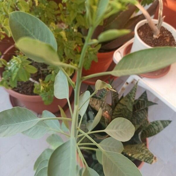 Nicotiana glauca Leaf