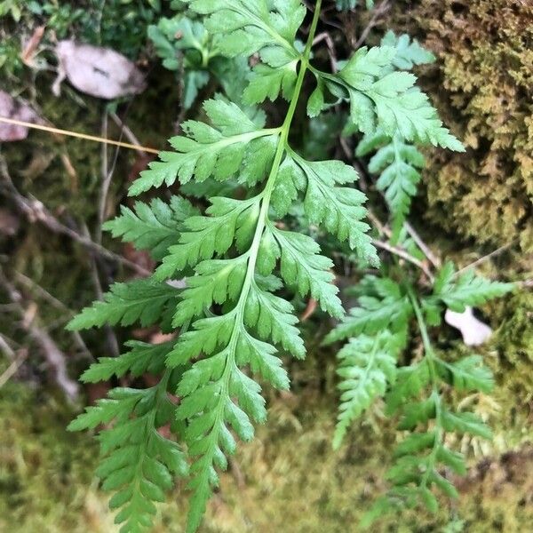 Asplenium onopteris Leaf