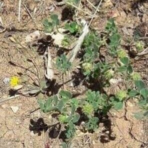 Medicago rigidula Hábito