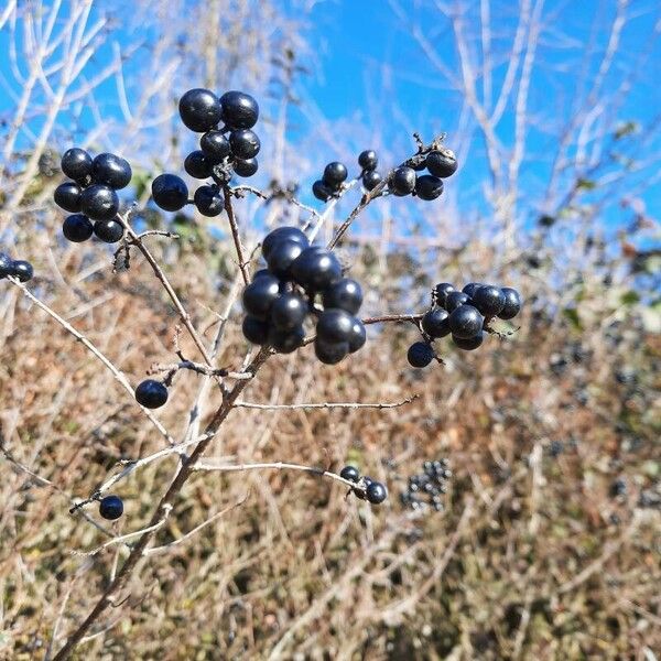 Ligustrum vulgare Fruit