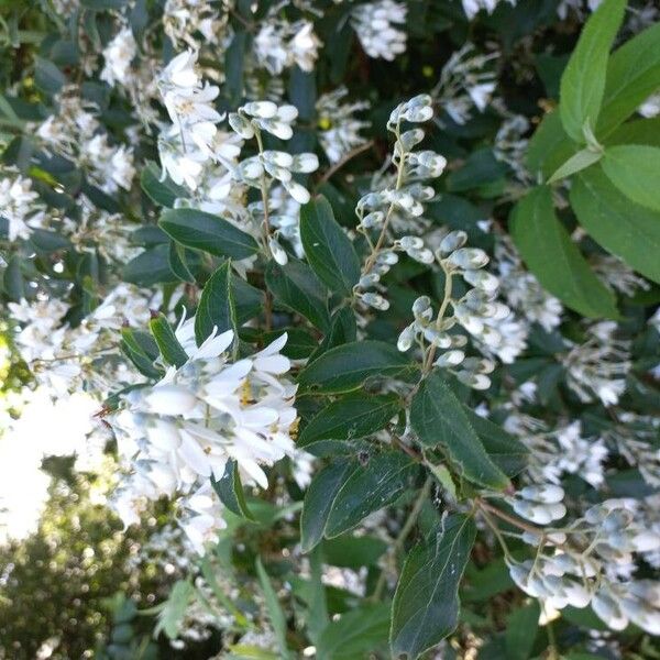 Deutzia gracilis Flower