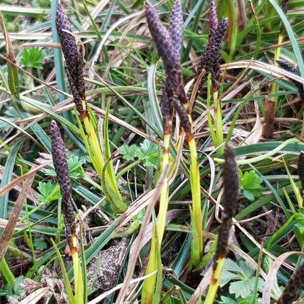 Carex ericetorum Blomst