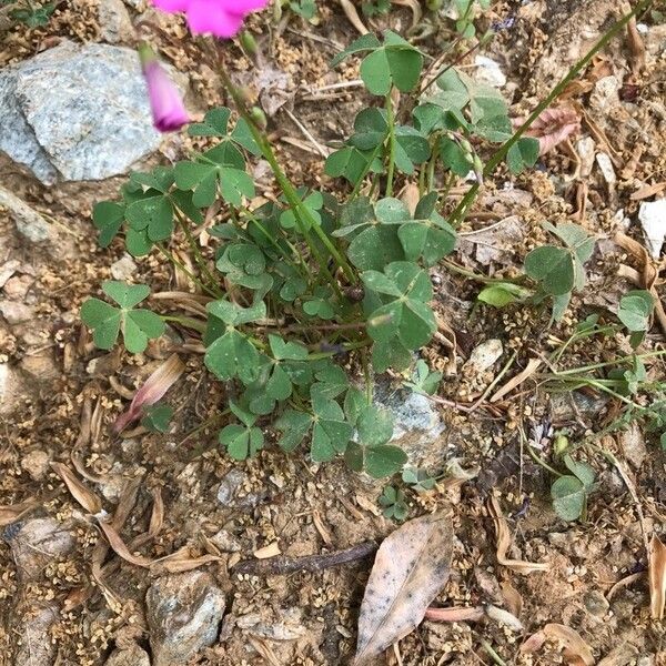 Oxalis debilis Vivejo