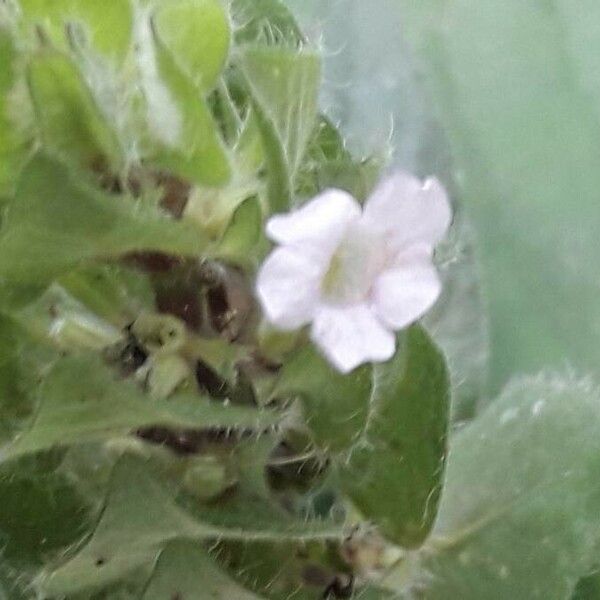 Blechum pyramidatum Fiore