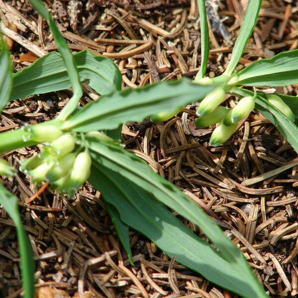 Polygonatum verticillatum പുഷ്പം