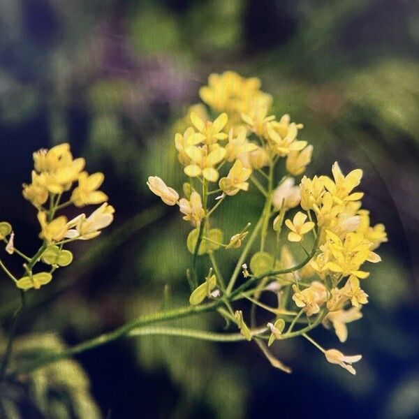 Biscutella laevigata Flower