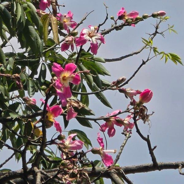 Ceiba speciosa फूल