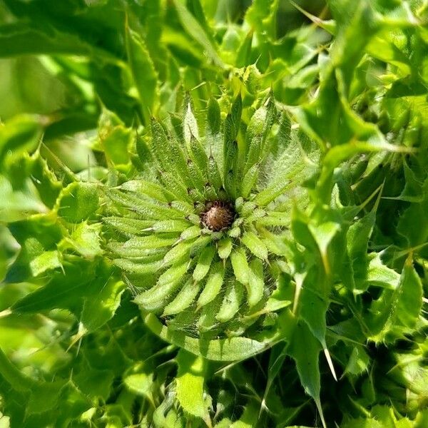 Carduus acanthoides Kvet
