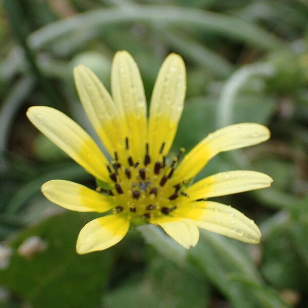 Arctotheca calendula Fiore