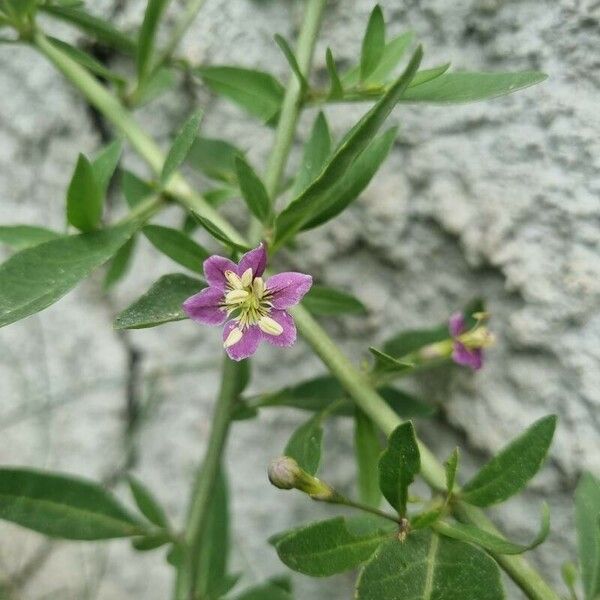 Lycium europaeum Flower