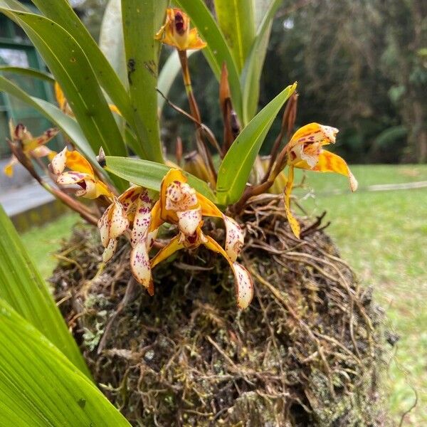 Maxillaria porrecta പുഷ്പം