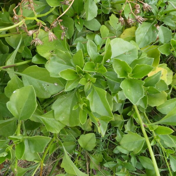 Senecio angulatus Leaf