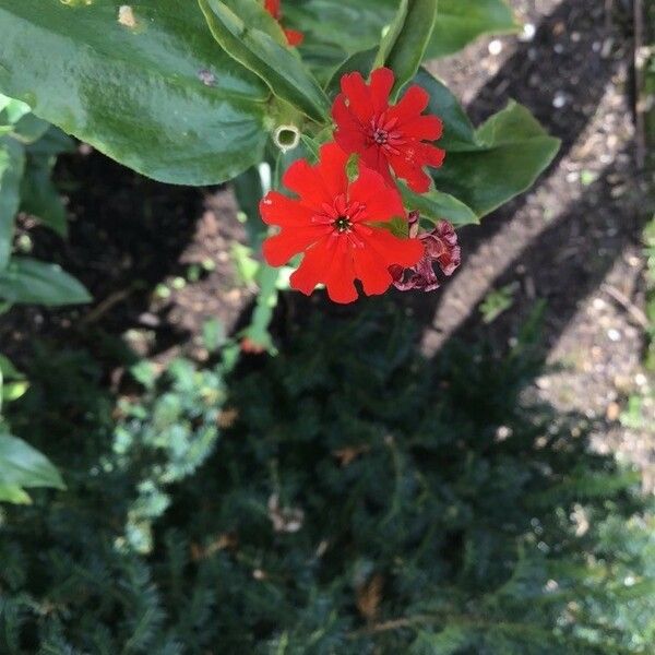 Silene chalcedonica Çiçek