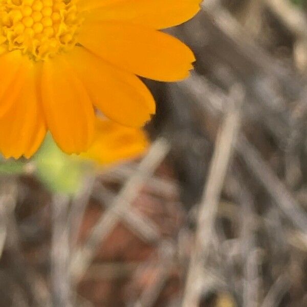 Calendula suffruticosa Flower