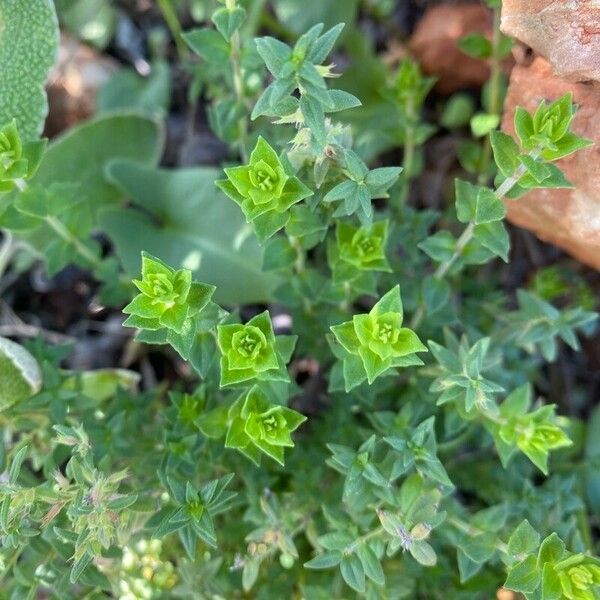 Thymus camphoratus Ліст