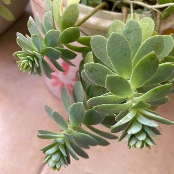 Sedum palmeri 葉