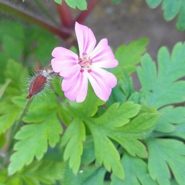 Geranium robertianum Цветок