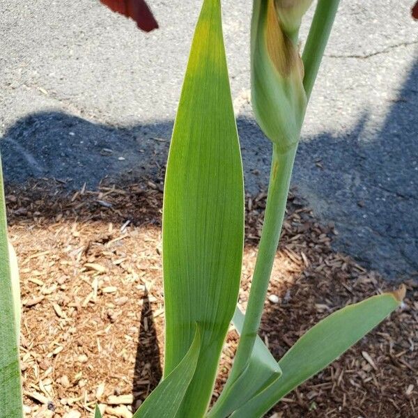 Iris × germanica Leaf