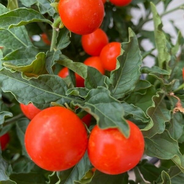 Solanum pseudocapsicum Vaisius