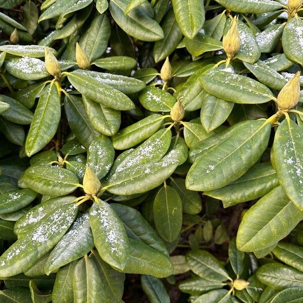 Rhododendron ponticum Blatt