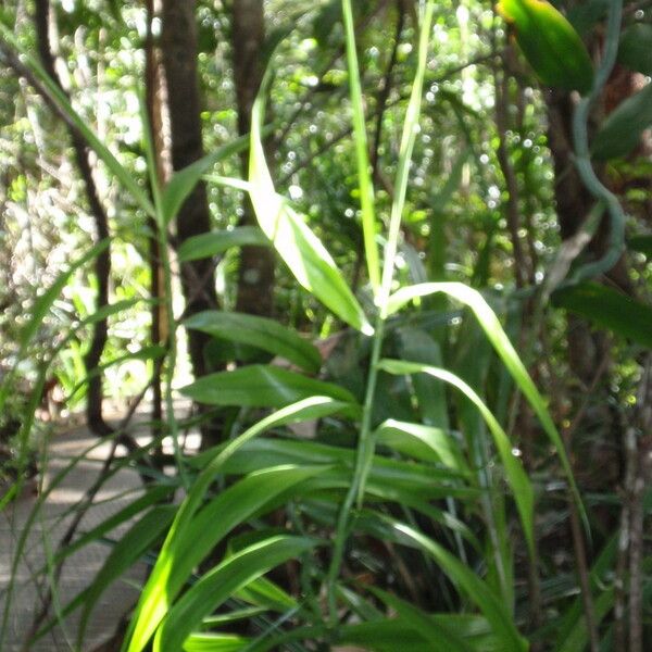 Flagellaria indica Folha