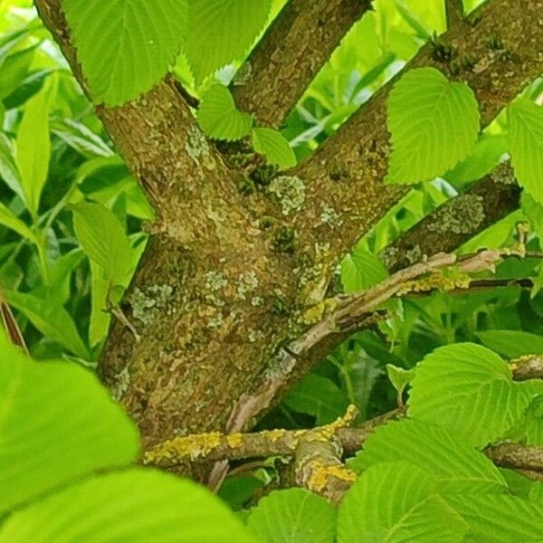 Viburnum plicatum Bark