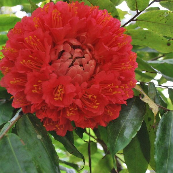 Brownea grandiceps Blomma