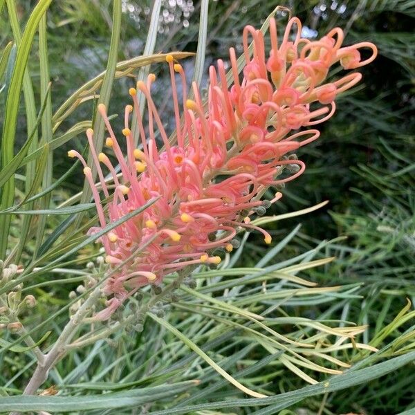 Grevillea banksii Кветка