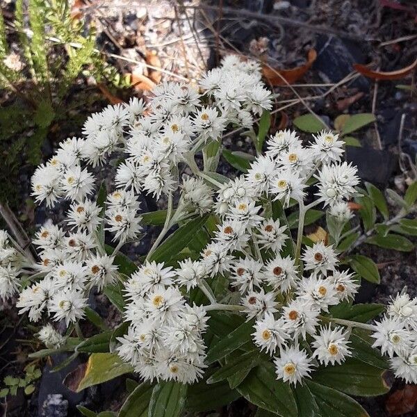 Anaphalis triplinervis Habit