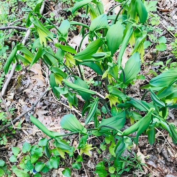 Uvularia grandiflora Blatt