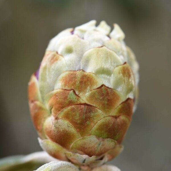 Rhododendron niveum Autre