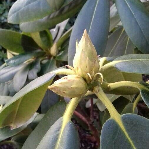 Rhododendron maximum Autre