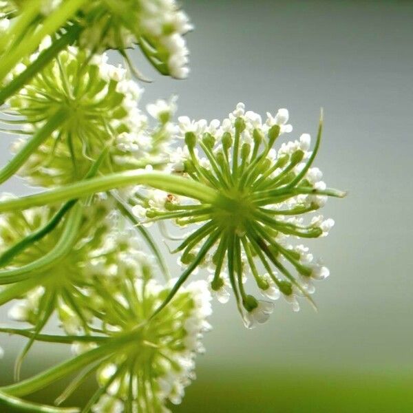 Ammi majus Цветок